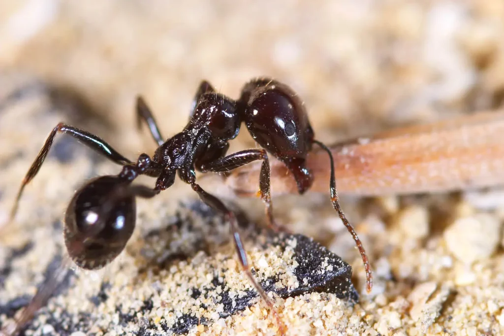 Extreme close-up of a black ant on sandy soil