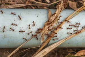 Colony of ants trailing across a pipe and dried leaves