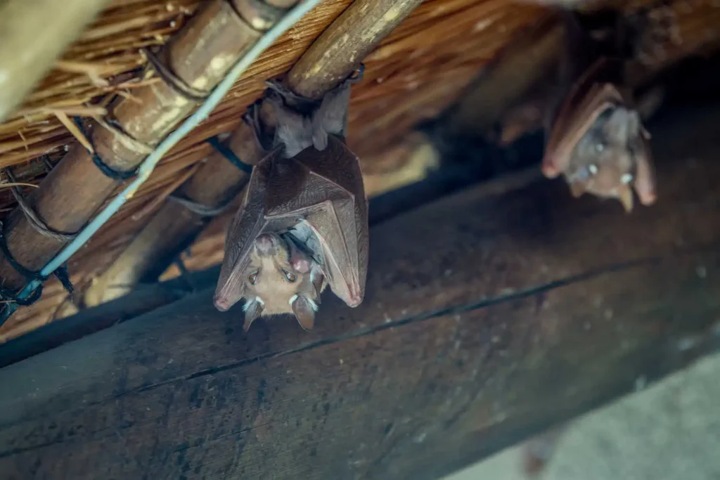Two bats hang upside down from wooden roof beams under a thatched structure, with one bat in sharp focus in the foreground.