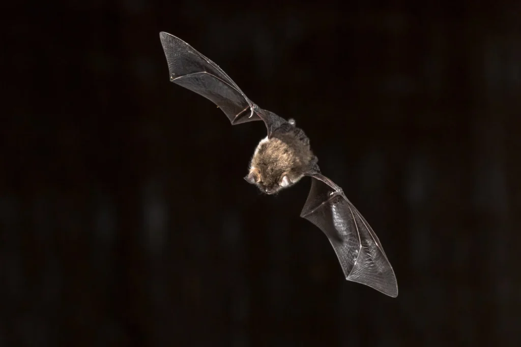A bat in flight against a dark background, wings spread wide, captured mid-motion at night.