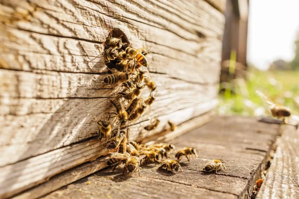 Swarm of honey bees entering a small gap in a wooden wall.