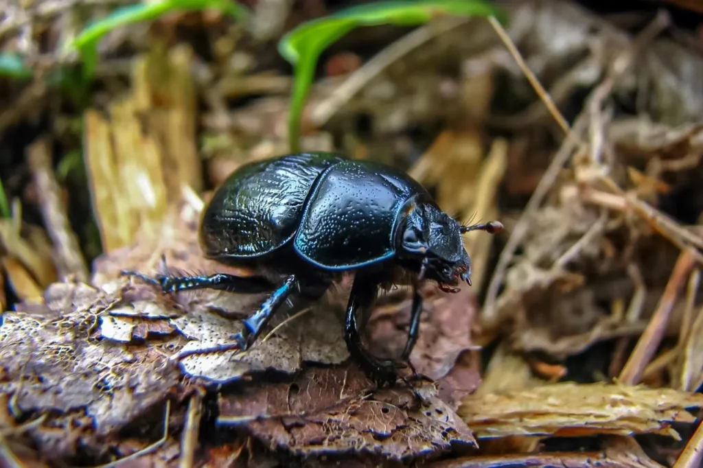 Close-up of a shiny black ground beetle on decaying leaves and wood debris.