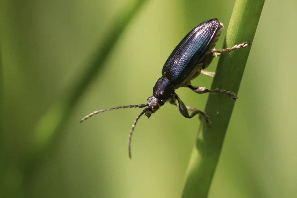 Close-up of a metallic blue beetle climbing a blade of grass.