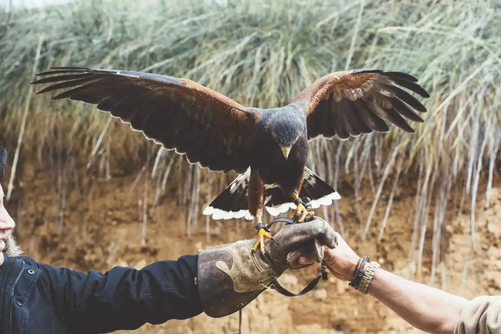 A Harris's hawk lands on a gloved falconer's hand, wings fully spread, against a backdrop of dry grasses.