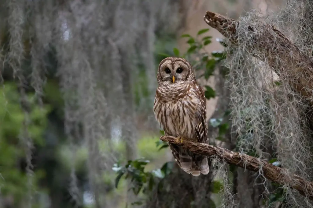 A barred owl perches on a mossy branch draped with Spanish moss, staring directly at the camera.