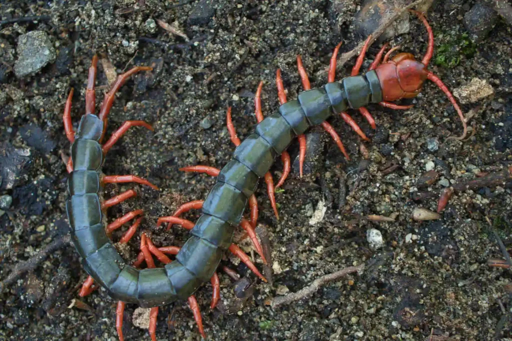 Close-up of a centipede with orange legs crawling on soil