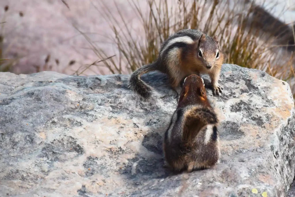 Two chipmunks with striped backs sit facing each other on a rock, appearing to interact.