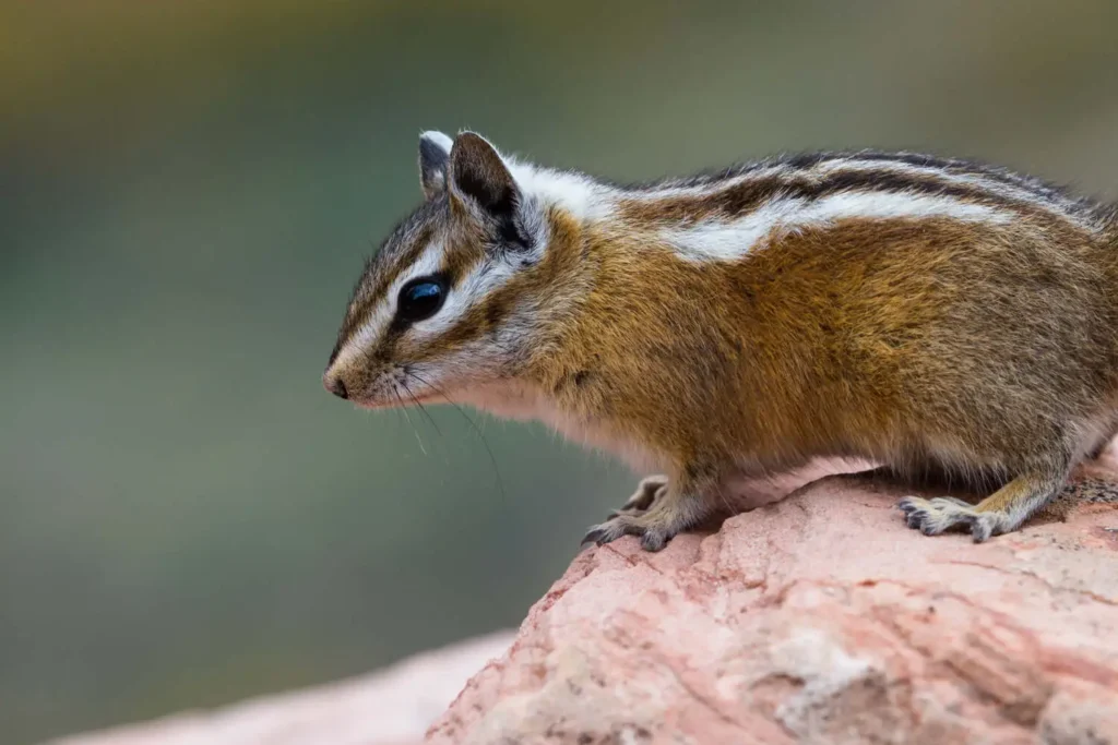 A close-up side profile of a chipmunk with distinct black-and-white stripes, perched on a reddish rock.