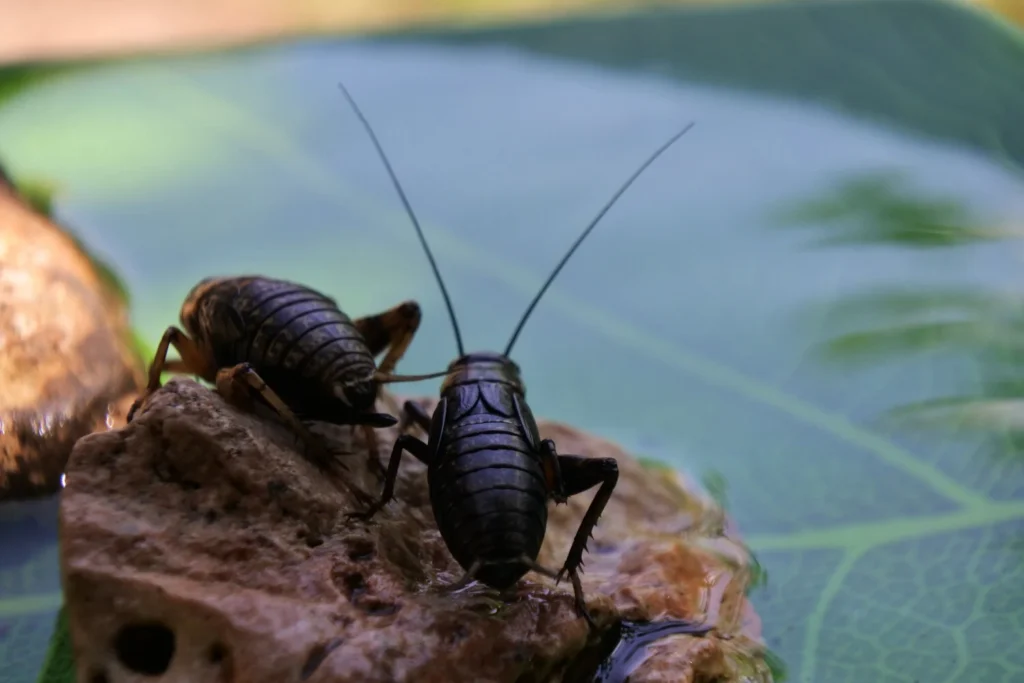 Close-up of two cockroaches on a rock near water