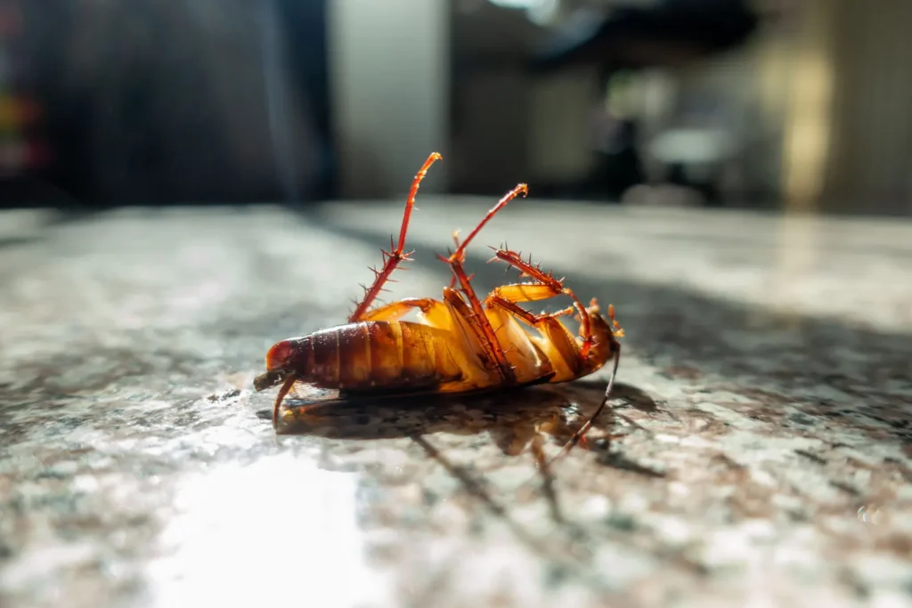 Dead cockroach lying on its back on a kitchen countertop