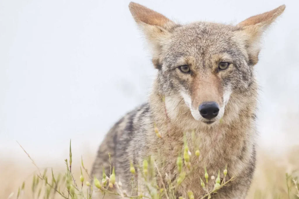 Close-up portrait of a coyote standing in grass, looking directly at the camera