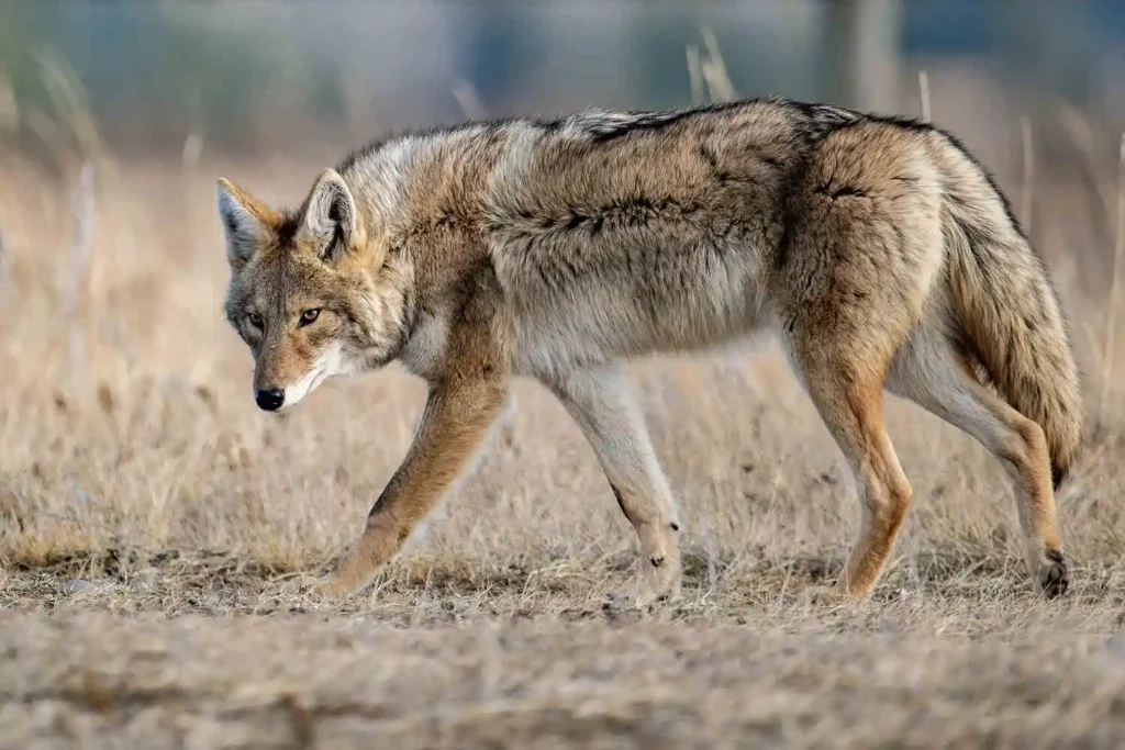 A coyote walking in profile across a dry, grassy field.