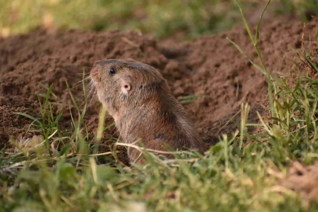 A small gopher peeking out from the entrance of its burrow