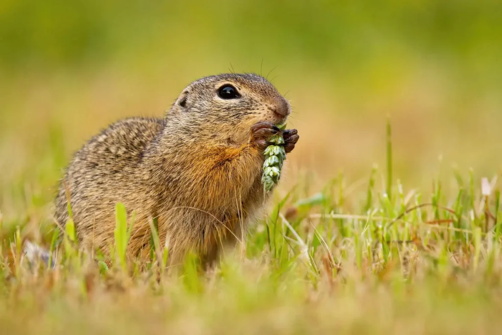 A ground gopher in the grass holding a green seed head in its mouth