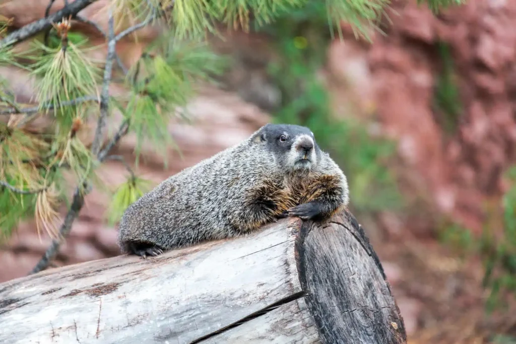 A groundhog rests its front paws on a log, peering out from beneath pine branches.