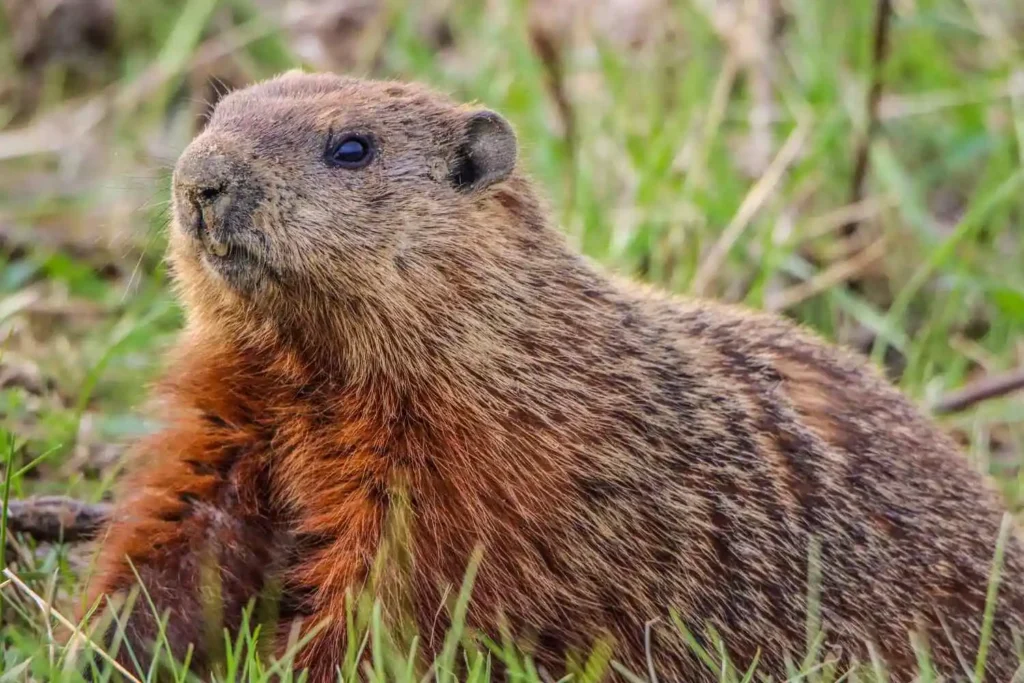 A close-up of a groundhog's head and shoulders amid green grass, showing its reddish-brown fur.