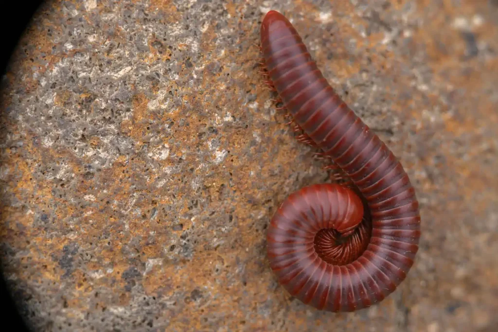Coiled reddish-brown millipede on a stone surface