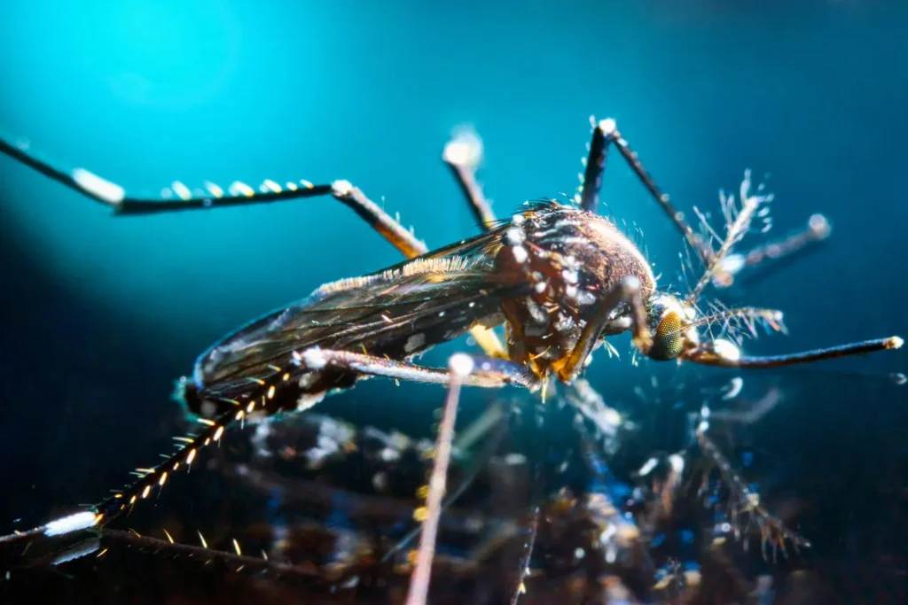 Extreme close-up of a mosquito on a reflective surface with teal background