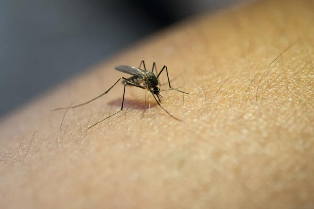 Close-up of a mosquito biting human skin