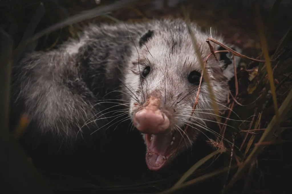 A close-up of an opossum's face with mouth open, showing its teeth, amid dark grass and foliage.