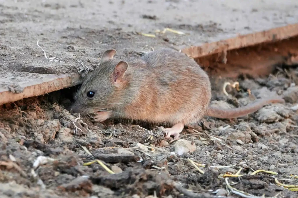 Rat emerging from a gap under a wooden structure