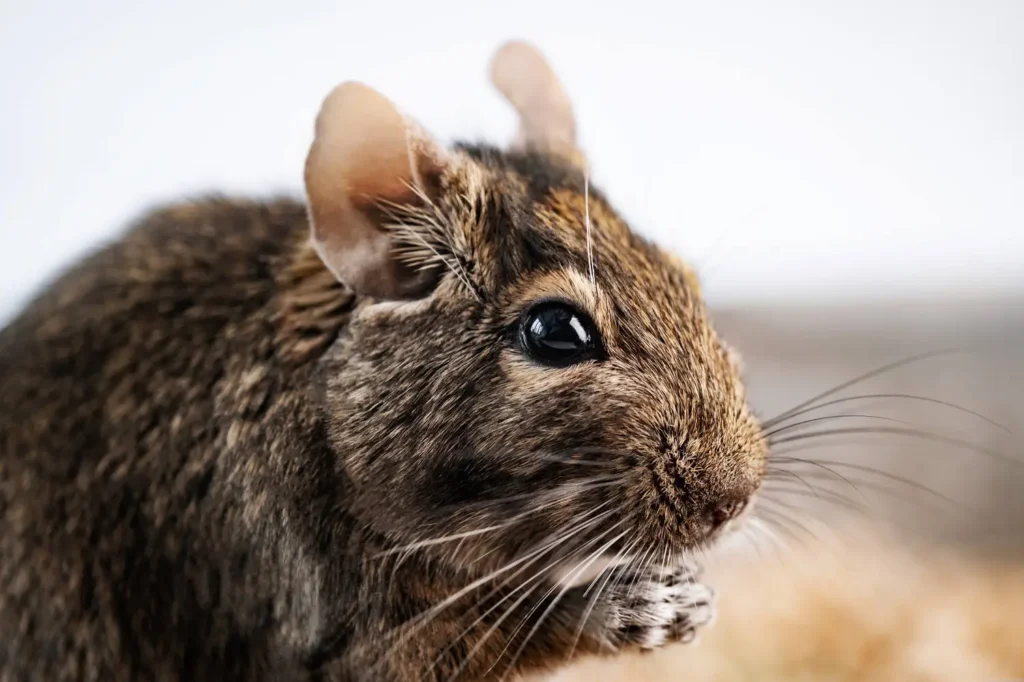 Close-up of a rodent's face showing whiskers and fur detail