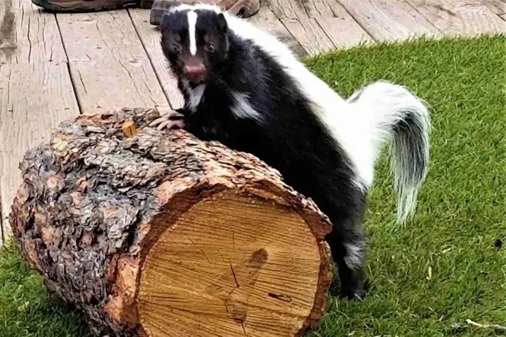 A black-and-white striped skunk perches with its front paws on a log, tail raised, on a wooden deck next to artificial turf.