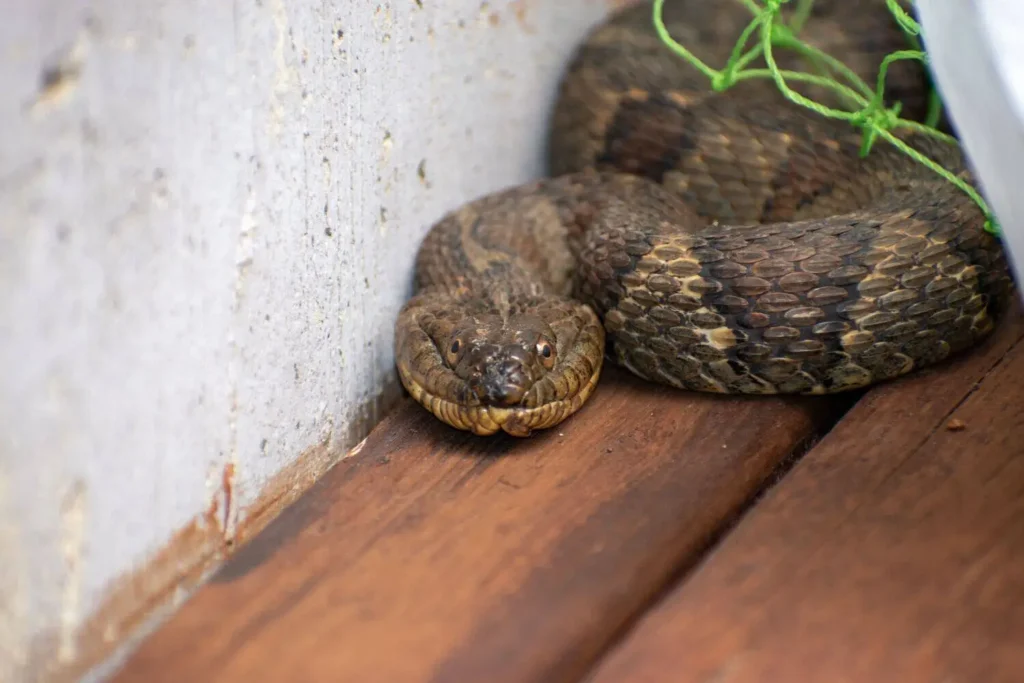 A coiled, patterned brown snake rests in the corner where a wooden deck meets a wall, with green twine nearby.