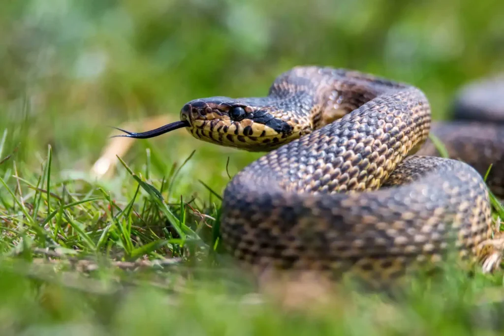 A snake with its forked tongue extended, coiled in green grass.