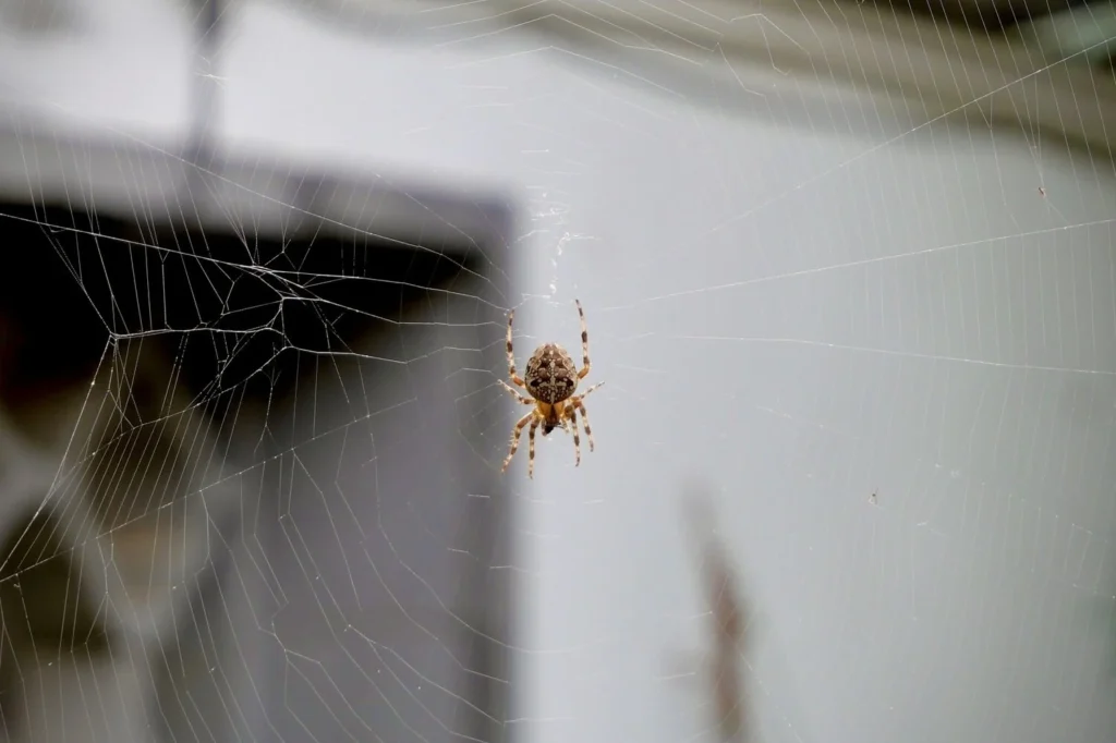 Spider hanging in its web against a house exterior