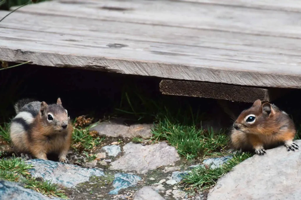Two chipmunks peek out from under a wooden deck, standing on rocks amid grass.