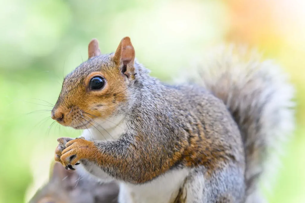 A close-up of a grey squirrel holding food in its front paws, with a bushy tail visible behind it.
