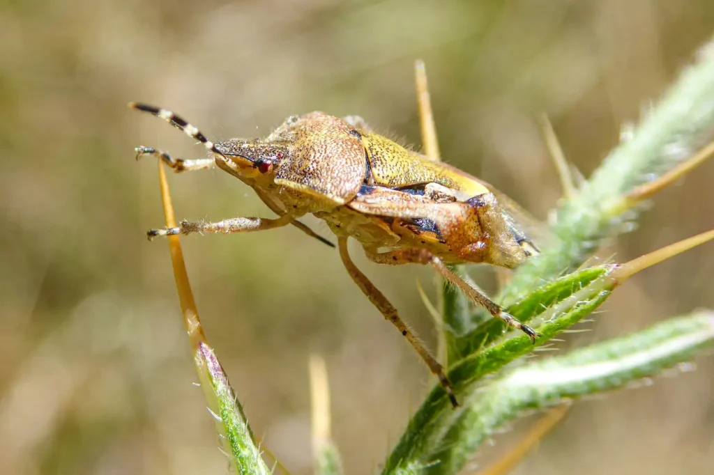 Close-up of a stink bug climbing on grass stems