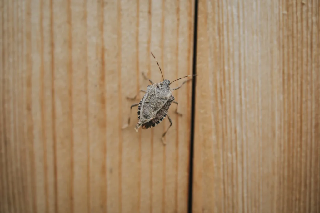 Close-up of a stink bug on a wooden fence or siding