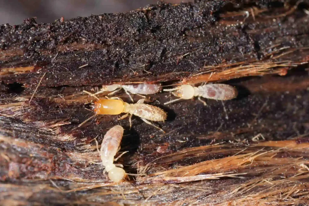 Close-up of termites feeding on damaged wood fibers