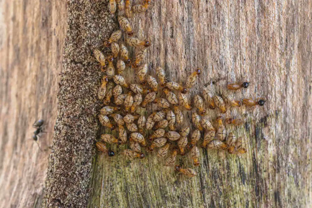 Termite swarm cluster on exposed wood surface