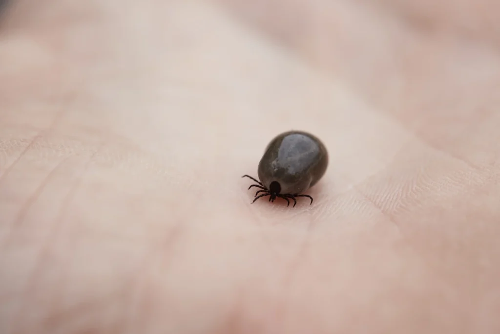 Close-up of an engorged tick on human skin