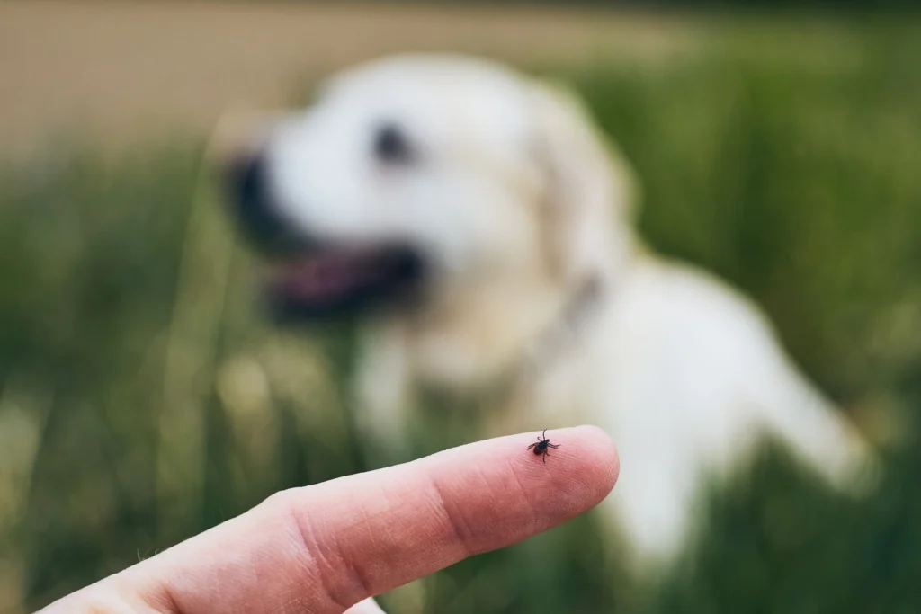 Tick on a person's fingertip after removal from a dog outdoors